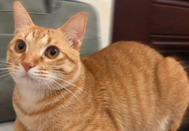 橘猫要多少钱 橘猫要多少钱