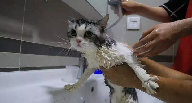 为什么你洗澡猫咪担心你呢 为什么你洗澡猫咪担心你呢
