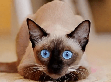 小猫咪睡觉会做梦吗 小猫咪睡觉会做梦吗