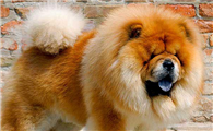 松狮犬四季护理需要注意的地方？松狮犬主来看。