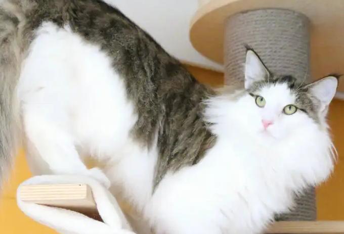 萌宠小知识：挪威森林猫幼猫感冒吃什么药？