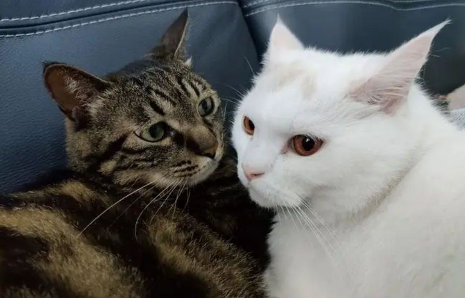因为养猫父母断绝关系
