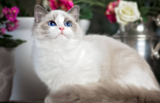 猫咪为什么有黄瓜味道