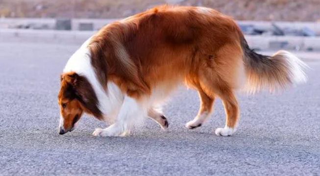 苏格兰牧羊犬吃什么对牙好?本文可以告诉你 苏格兰牧羊犬吃什么对牙好?本文可以告诉你