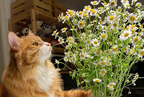 猫咪可以闻小雏菊吗