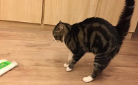 猫咪拱着身子是为什么原因