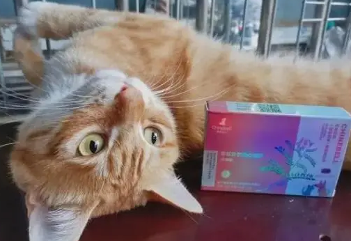 猫咪为什么要补牛磺酸呢