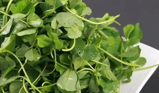 三叶草可以炒着吃吗