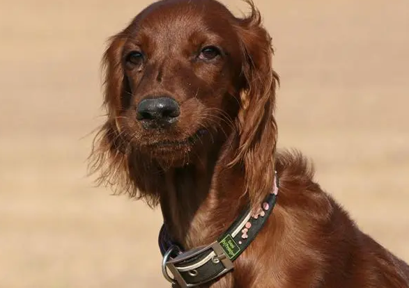一文告诉你，爱尔兰雪达犬怀孕吃什么？