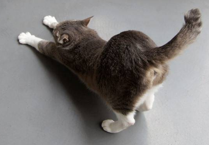 猫咪绝育后为什么不拉屎了 猫咪绝育后为什么不拉屎了