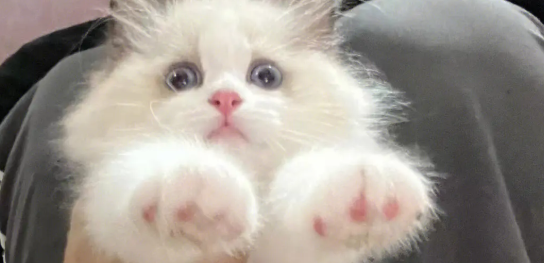 猫咪为什么要涂色呢