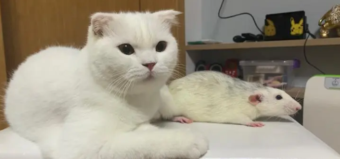 花枝鼠为什么追着猫咪咬呢