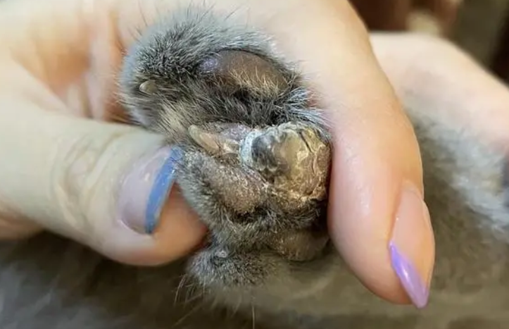 猫咪脚趾肿了怎么回事