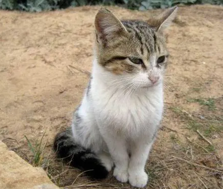 土猫认主人吗?答案在这! 土猫认主人吗?答案在这!