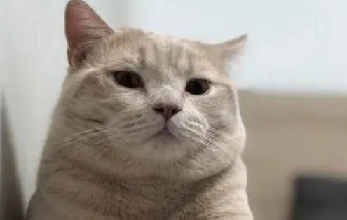 一离开家猫咪就开始叫