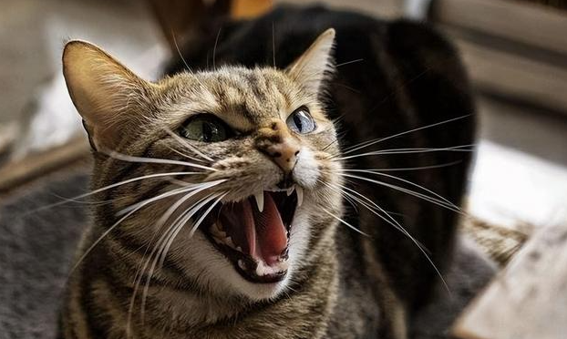半夜猫叫必须注意风水