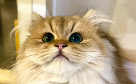 猫咪的耳朵为什么长毛毛