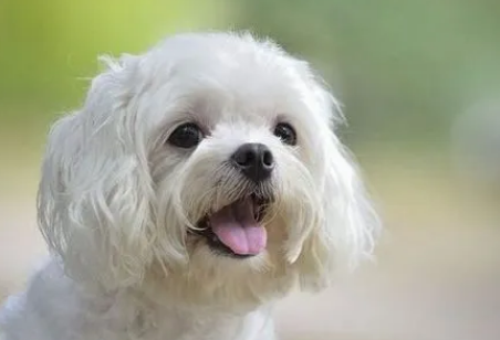 马尔济斯犬吃什么狗粮？速速来get