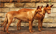 法老王猎犬牙齿怎么护理？看完，你就知道了