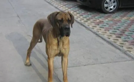 大丹犬关节炎治疗方法,一起来了解下! 大丹犬关节炎治疗方法,一起来了解下!