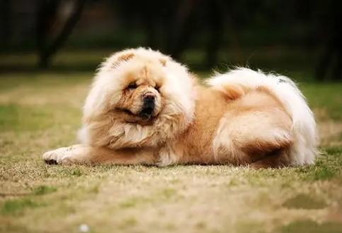 松狮犬乱咬东西怎么办呢？需要耐心训练一下哦