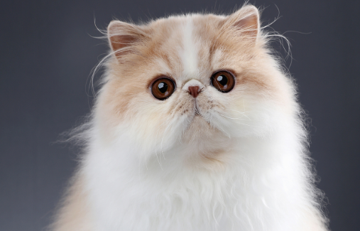 世界上十大最漂亮的猫排名 世界上十大最漂亮的猫排名