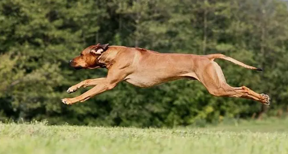 罗得西亚脊背犬吃什么狗粮？你们知道吗？