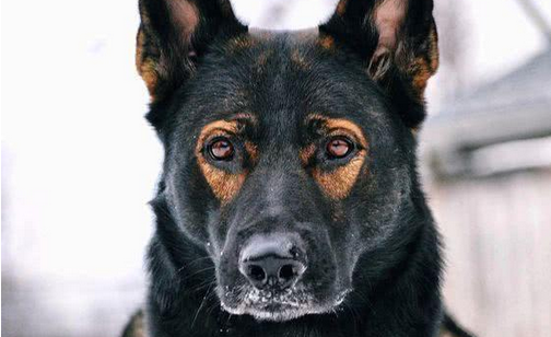 十年前,它被收编为军犬,如今却被人遗忘 十年前,它被收编为军犬,如今却被人遗忘