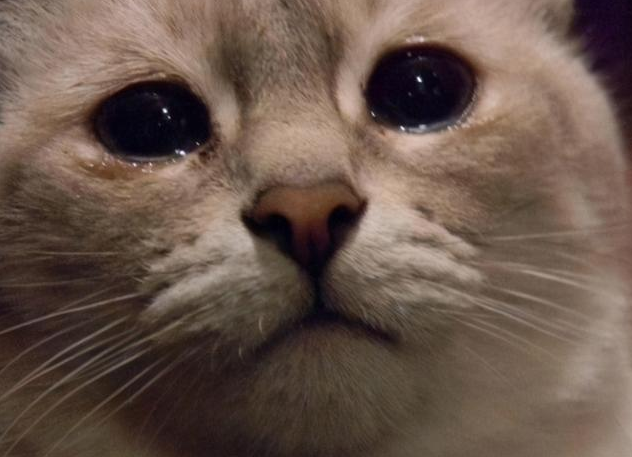主人哭了猫知道吗