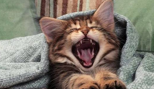 猫咪整天叫是什么原因