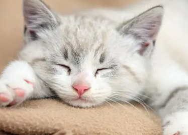 为什么要让猫咪睡觉的原因 为什么要让猫咪睡觉的原因