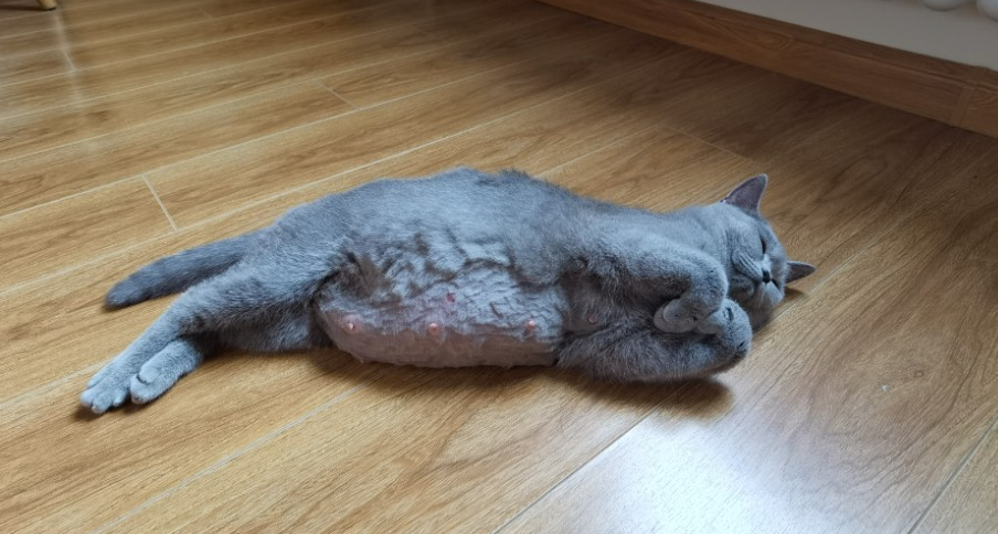 猫咪公母怎么区分图片