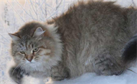 西伯利亚猫吃什么?来看看吧