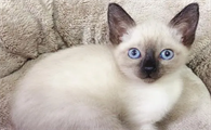 新手养暹罗猫还是美短猫好