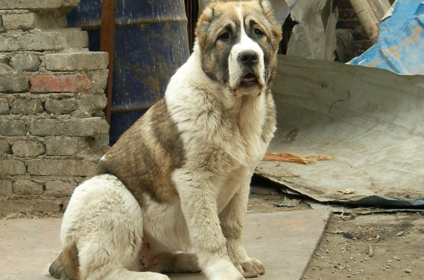 中亚牧羊犬幼犬怎么养？你了解过吗？