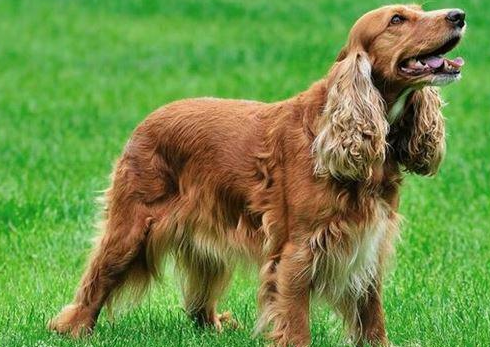 美卡犬为什么那么贵?原来竟是因为这个 美卡犬为什么那么贵?原来竟是因为这个
