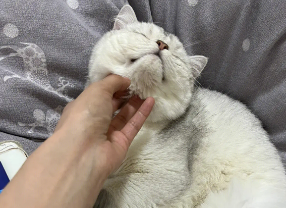 小猫咪到底有多粘人