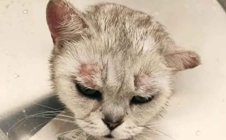 猫咪要把头咬破流血怎么办 猫咪要把头咬破流血怎么办
