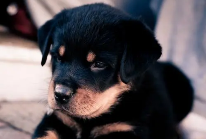 罗威纳犬厌食怎么办?来看看吧 罗威纳犬厌食怎么办?来看看吧