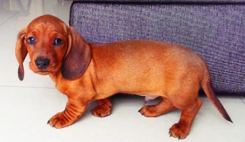 腊肠犬不能吃什么东西?宠主可以了解一下! 腊肠犬不能吃什么东西?宠主可以了解一下!