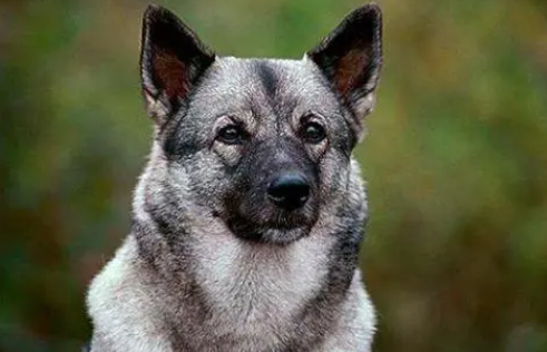 挪威伦德猎犬卧倒怎么训练？怎么让它卧倒？