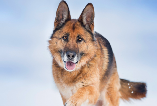 德国牧羊犬有什么缺点？想养的来了解下吧