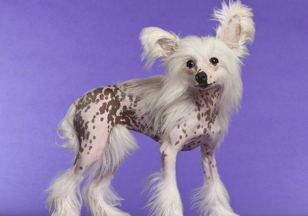冠毛犬有肿瘤怎么办？宠主来了解下吧