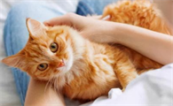 养猫可以带来什么好处