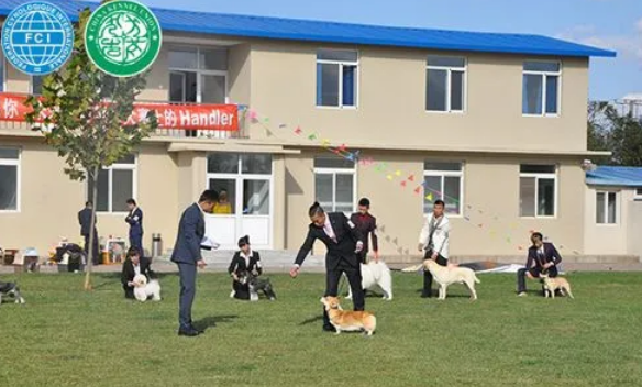 cku牵犬师培训要多少钱