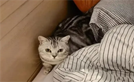 一个房间怎么养猫