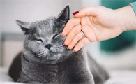 猫咪发烧摸哪个部位最明显