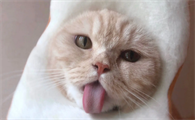 猫咪为什么要晃头