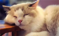 家长不让养猫怎么偷偷养