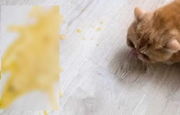 猫咪为什么在家呕吐拉稀呢
